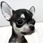 チワワ(スムース)