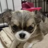 チワワ(ロング)