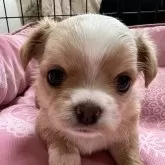 チワワ(ロング)