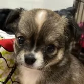 チワワ(ロング)