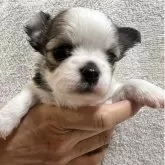 チワワ(ロング)