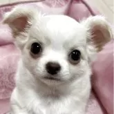 チワワ(ロング)