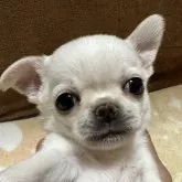 チワワ(スムース)