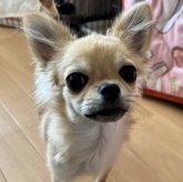 チワワ(ロング)