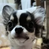 チワワ(ロング)