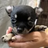 チワワ(スムース)