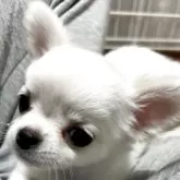 チワワ(ロング)