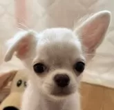 チワワ(ロング)