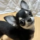 チワワ(ロング)