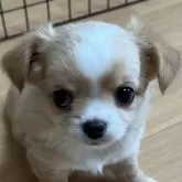 チワワ(ロング)