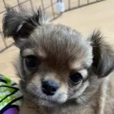 チワワ(ロング)