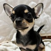 チワワ(スムース)