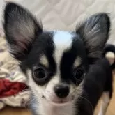 チワワ(ロング)