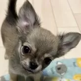 チワワ(ロング)
