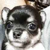 チワワ(ロング)