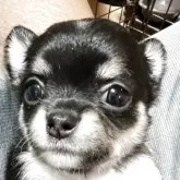 チワワ(ロング)