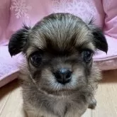 チワワ(ロング)