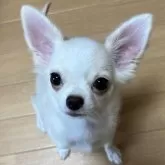 チワワ(ロング)