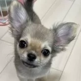 チワワ(ロング)