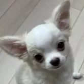 チワワ(ロング)