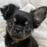 チワワ(ロング)