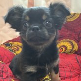 チワワ(ロング)