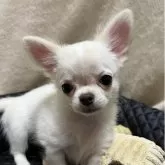 チワワ(ロング)