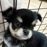 チワワ(ロング)
