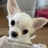 チワワ(ロング)