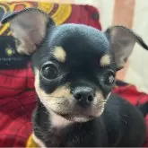 チワワ(スムース)