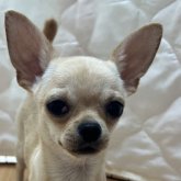 チワワ(スムース)