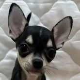 チワワ(スムース)