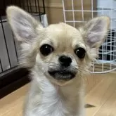 チワワ(ロング)