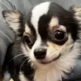 チワワ(ロング)