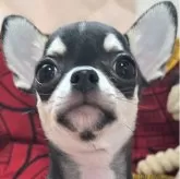 チワワ(スムース)