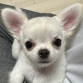 チワワ(ロング)
