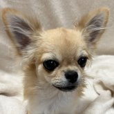 チワワ(ロング)