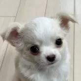 チワワ(ロング)
