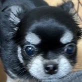 チワワ(ロング)