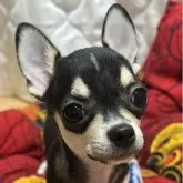 チワワ(スムース)