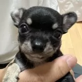 チワワ(スムース)