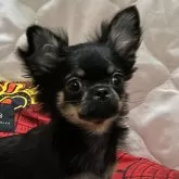 チワワ(ロング)