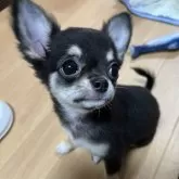 チワワ(ロング)【千葉県・女の子・2025年8月1日・ブラックタンホワイト】の写真2「横姿🐶横顔」