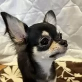 チワワ(ロング)【千葉県・女の子・2025年8月1日・ブラックタンホワイト】の写真2「横顔🌺」