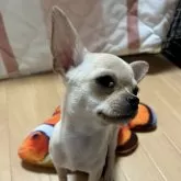 チワワ(スムース)【千葉県・男の子・2025年6月12日・クリームオンスポッテットホワイト】の写真2「横顔🌸チェリーアイは簡単な手術で治ります。」