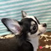 チワワ(ロング)【千葉県・男の子・2025年8月1日・ブラックタンホワイト】の写真3「横顔🏵️」