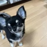 チワワ(ロング)【千葉県・女の子・2025年8月1日・ブラックタンホワイト】の写真3「正面🐶」