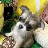 チワワ(ロング)【千葉県・男の子・2025年6月12日・レッドオンホワイト】の写真3「見上げた感じ🐶」
