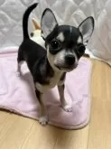 チワワ(スムース)【千葉県・男の子・2025年8月1日・ブラックタンホワイト】の写真4「正面🐾」