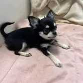 チワワ(ロング)【千葉県・女の子・2025年8月19日・ブラックタンホワイト】の写真4「横姿🐶」